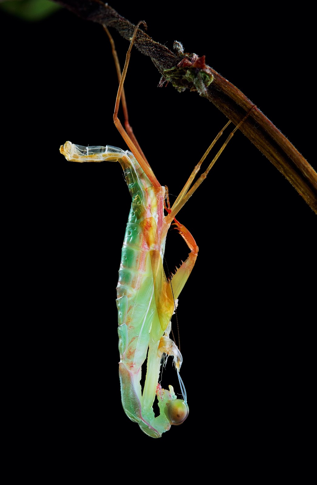 Praying mantis Rhombodera Stalli's molting and branch for hanging