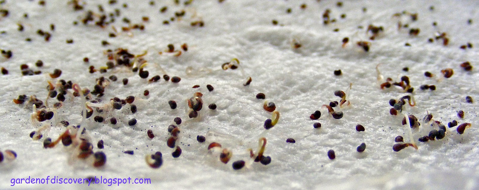 Garden of Discovery Grocery Store Discoveries Unusual Garden Seed Sources