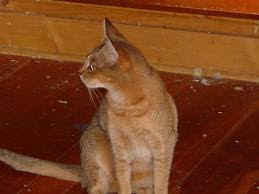 ruddy abyssinian cat for sale - Tawny - Usual