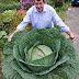 Giant fruits and vegetables