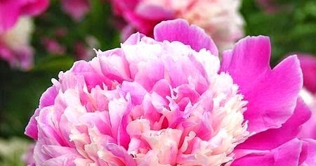 All Stuff: Cora Stubbs Peony