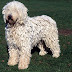 El Guardián y Pastor Komondor