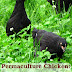 Permaculture Chicken: Pasture Basics - Free Kindle Non-Fiction