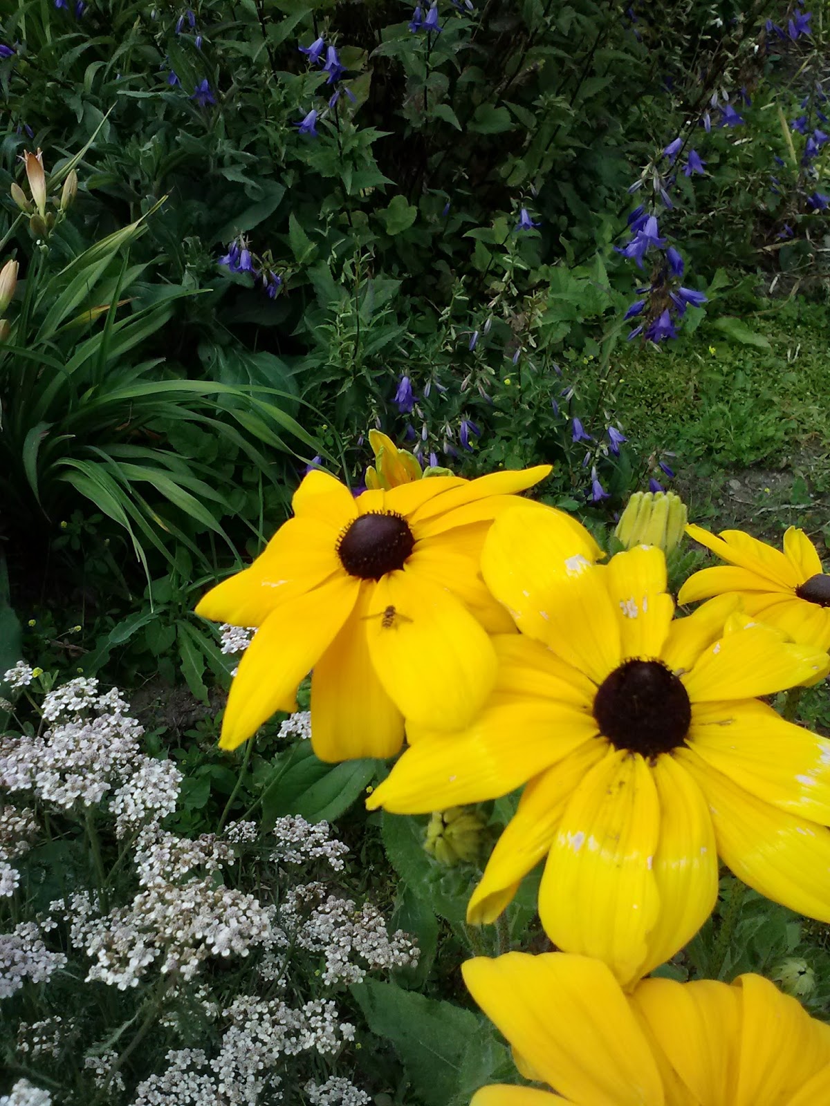 Spirit of the Wilderness News Ely flowers are blooming