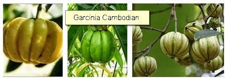 Garcinia%2BCambodian%2Bbenefits%2Bweight