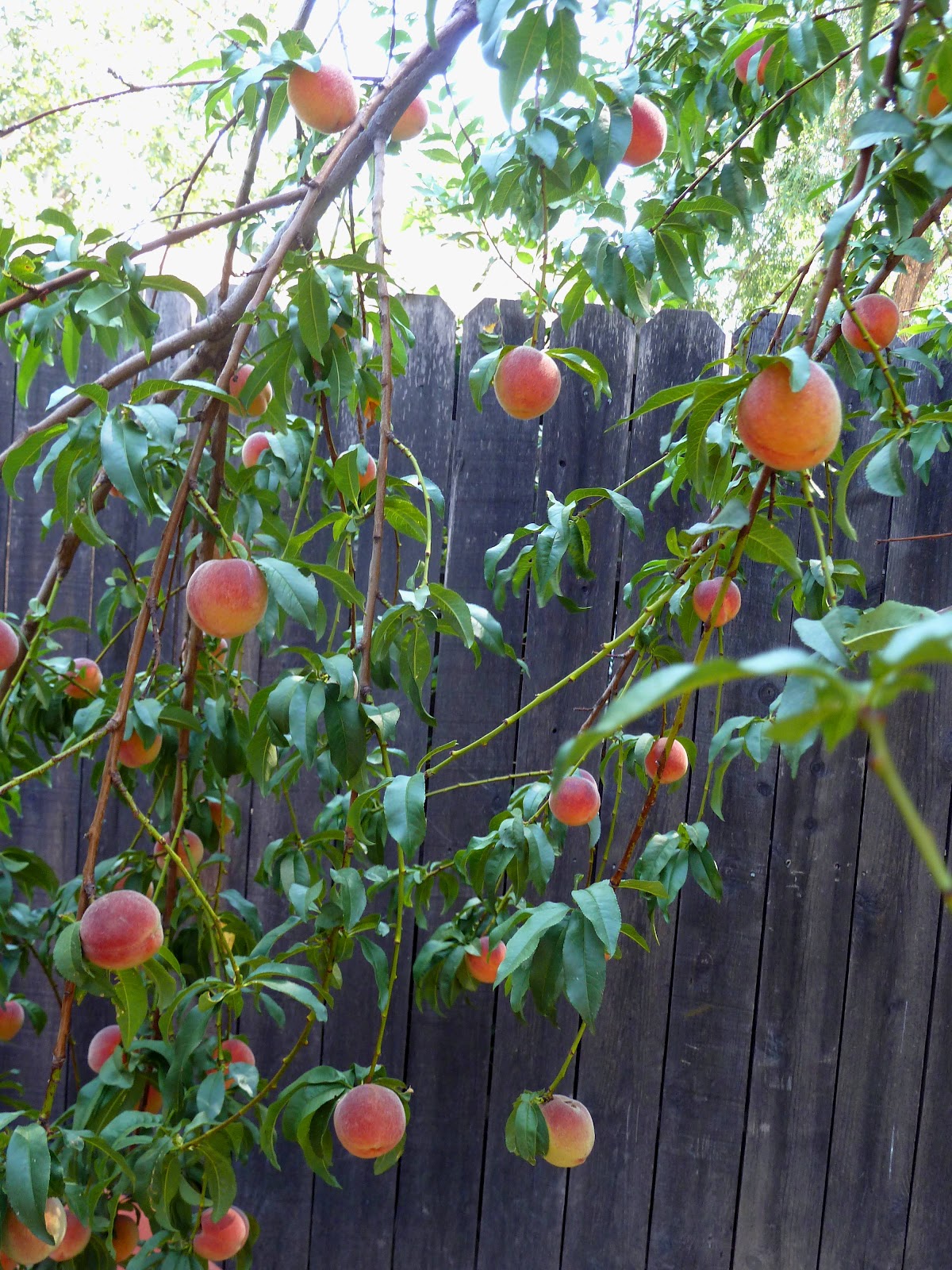 Dinner with Denise: Peach Salsa