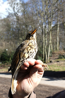 Song Thrush Turdus philomelos Song Thrush Turdus philomelos