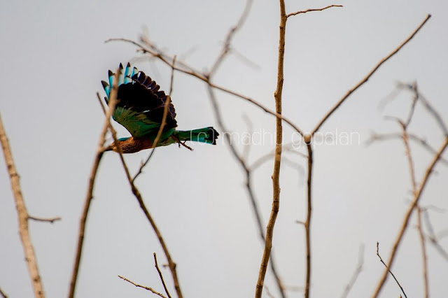 Indian Roller Bird Indian Roller Bird