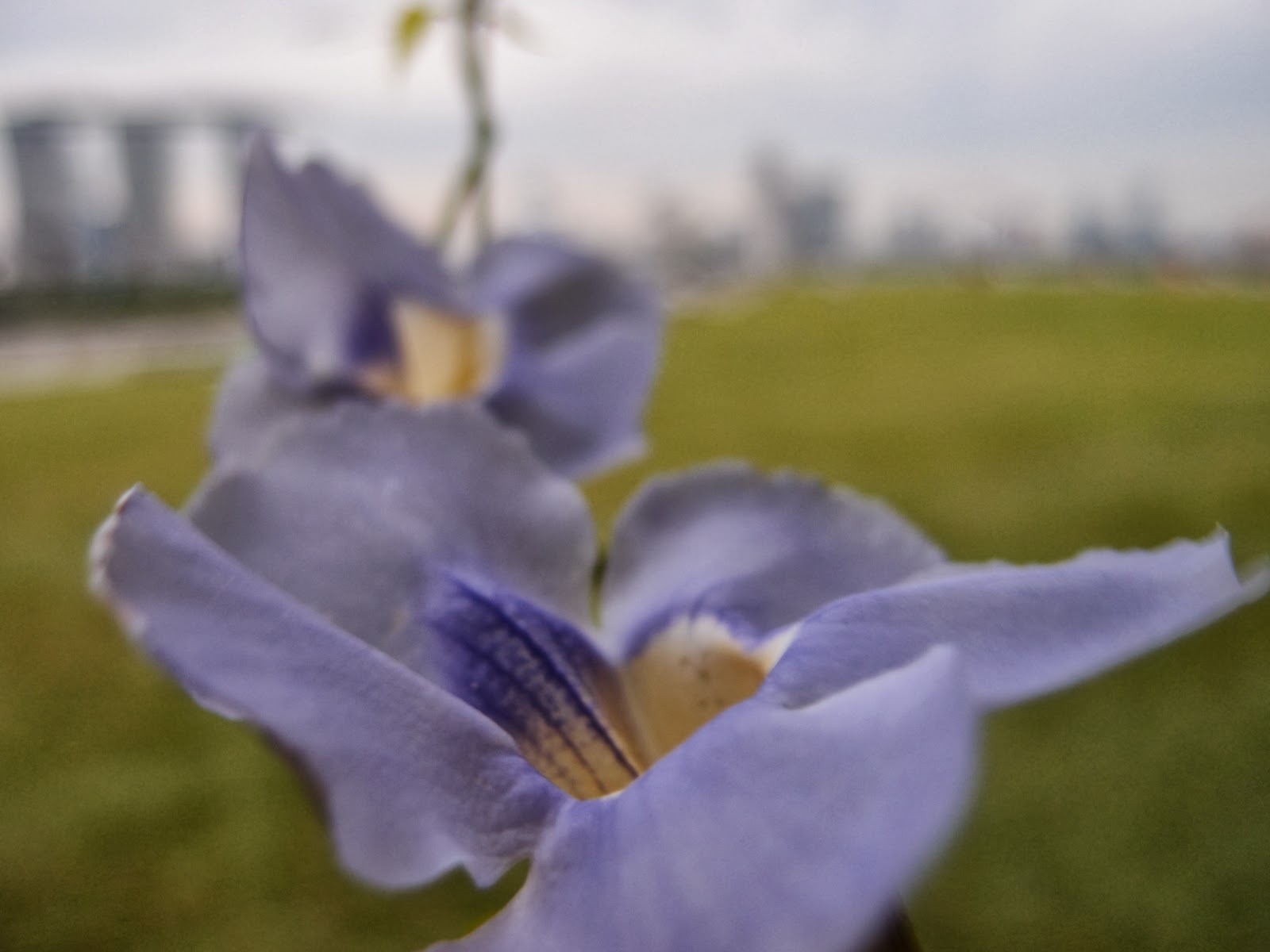 Ang moh expat at one of the condo in sg 1