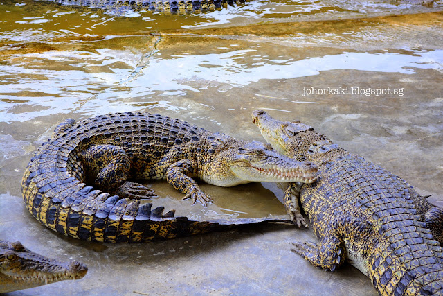 Long Kuan Hung Crocodile Farm 农光行鳄鱼场 Singapore Long-Kuan-Hung-Crocodile-Farm-农光行鳄鱼场-Singapore