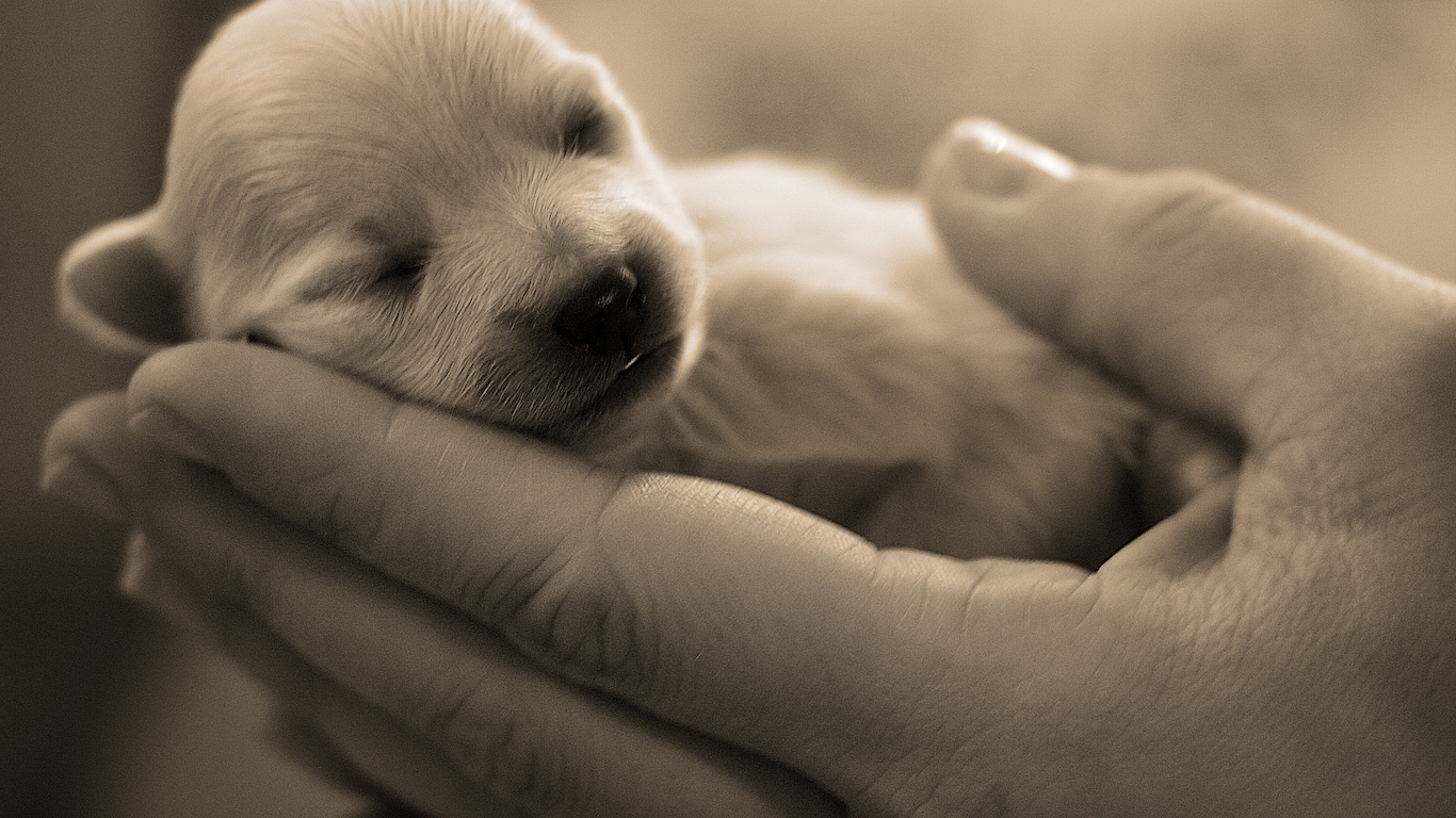 http://4.bp.blogspot.com/-NrfZ4COP-MU/T6twI_zmXEI/AAAAAAAABiM/Iuw3cs7TJT4/s1600/wallpaper-cute-puppy4.jpg
