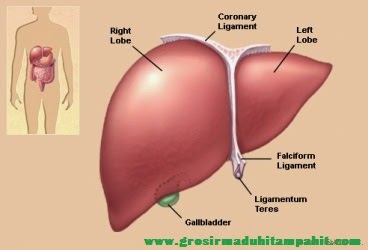 http://www.grosirmaduhitampahit.com/2014/03/madu-obat-alami-untuk-liver.html