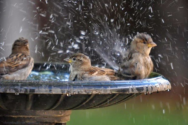 http://www.funmag.org/pictures-mag/animals-and-birds/birds-in-rain/