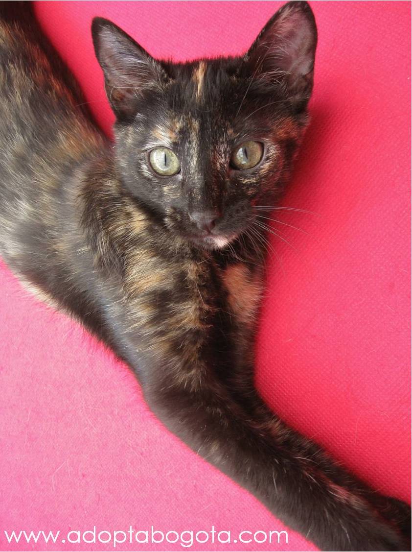 Mega Filmes: 2 Horas de Gatas Radicais Volume 3