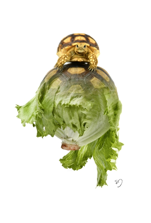 13-Tortoise-Letters-Sarah-DeRemer-You-Are-what-You-Eat-Photo-Manipulation-www-designstack-co