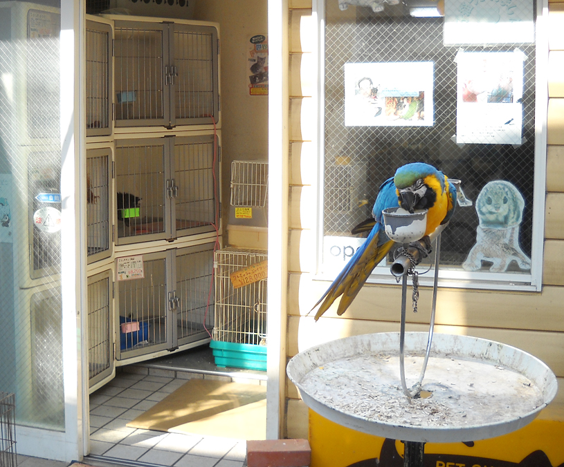 1000 Things About Japan Won't Miss 327 pet stores (and most zoos)
