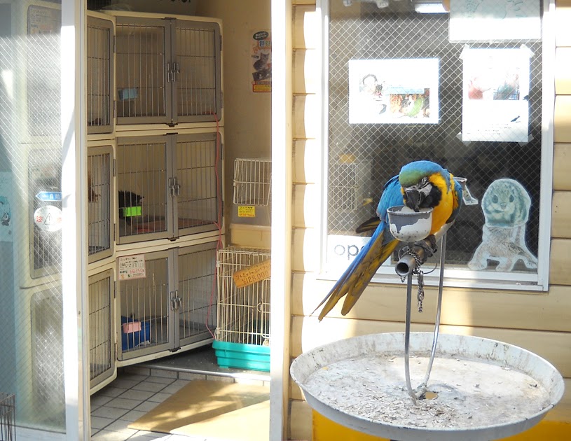 1000 Things About Japan Won't Miss 327 pet stores (and most zoos)