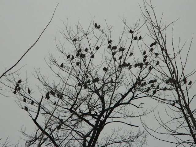 birds on trees