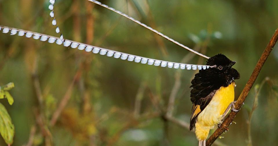 Special muscles let the King of Saxony bird of paradise swing its