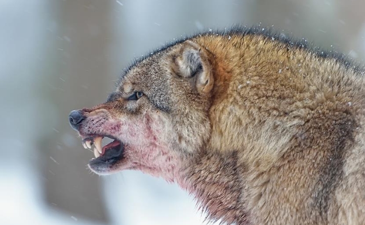 White Wolf : Animal Guides: What is the Wolf Spirit Animal Meaning?