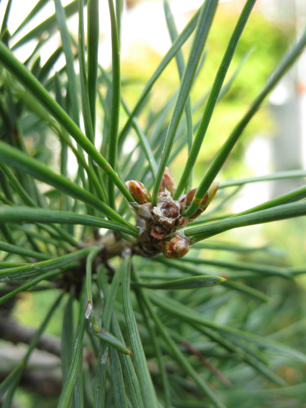 Taille des pousses de l'année des pins sylvestres
