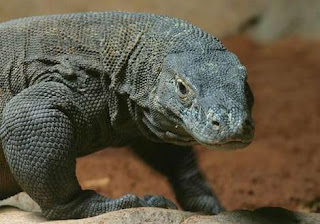 komodo island is the new 7 wonders of the world, komodo.me, kontes seo