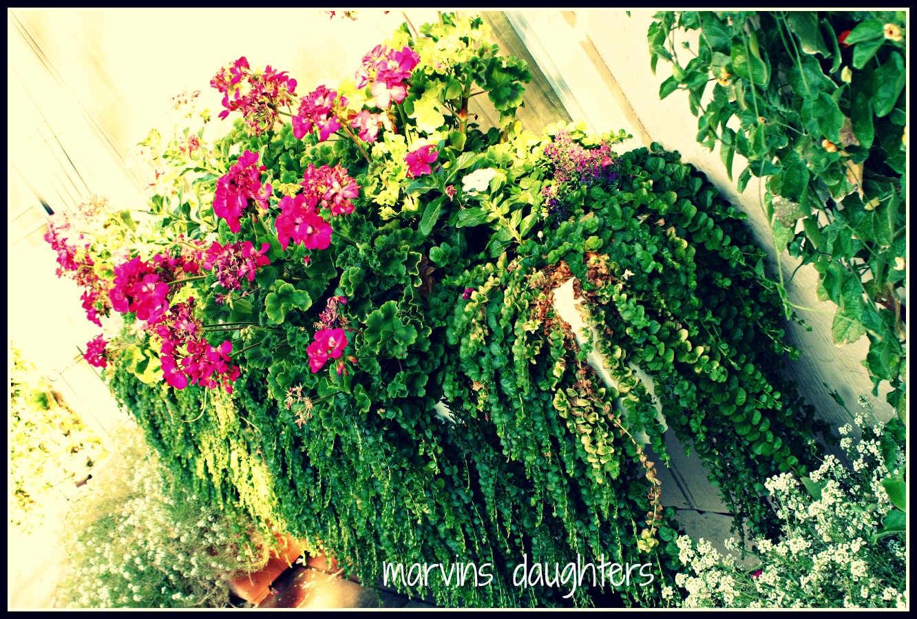 MarvinsDaughters Window Box Geraniums