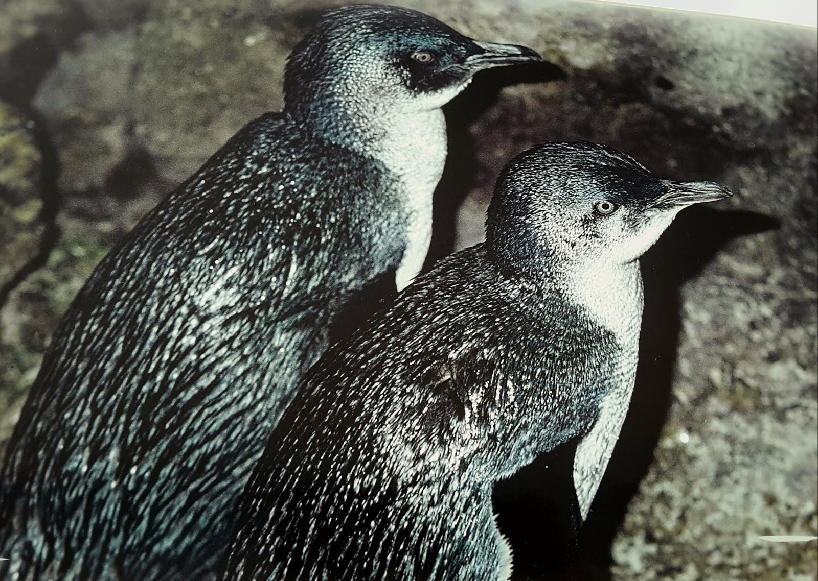 Kleine blauwe pinguïns