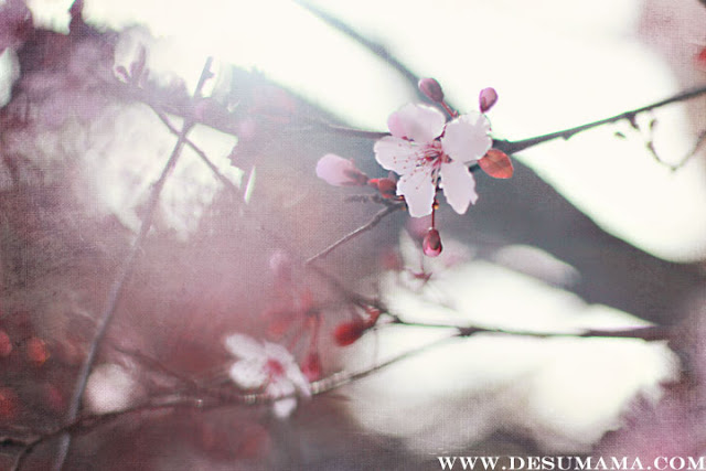 photograhy tutorials, spring bloom photography