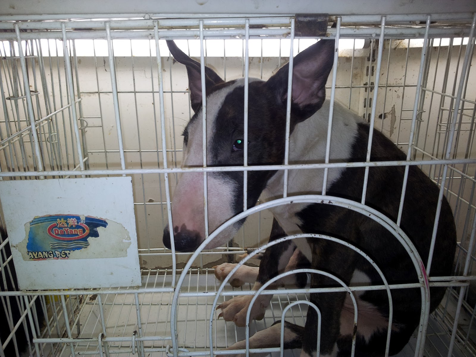 Life in Kuwait Blog Animal Prisoners of Friday Market