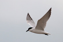 Gull-billed Tern