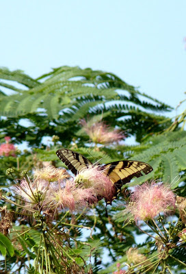 swallowtail