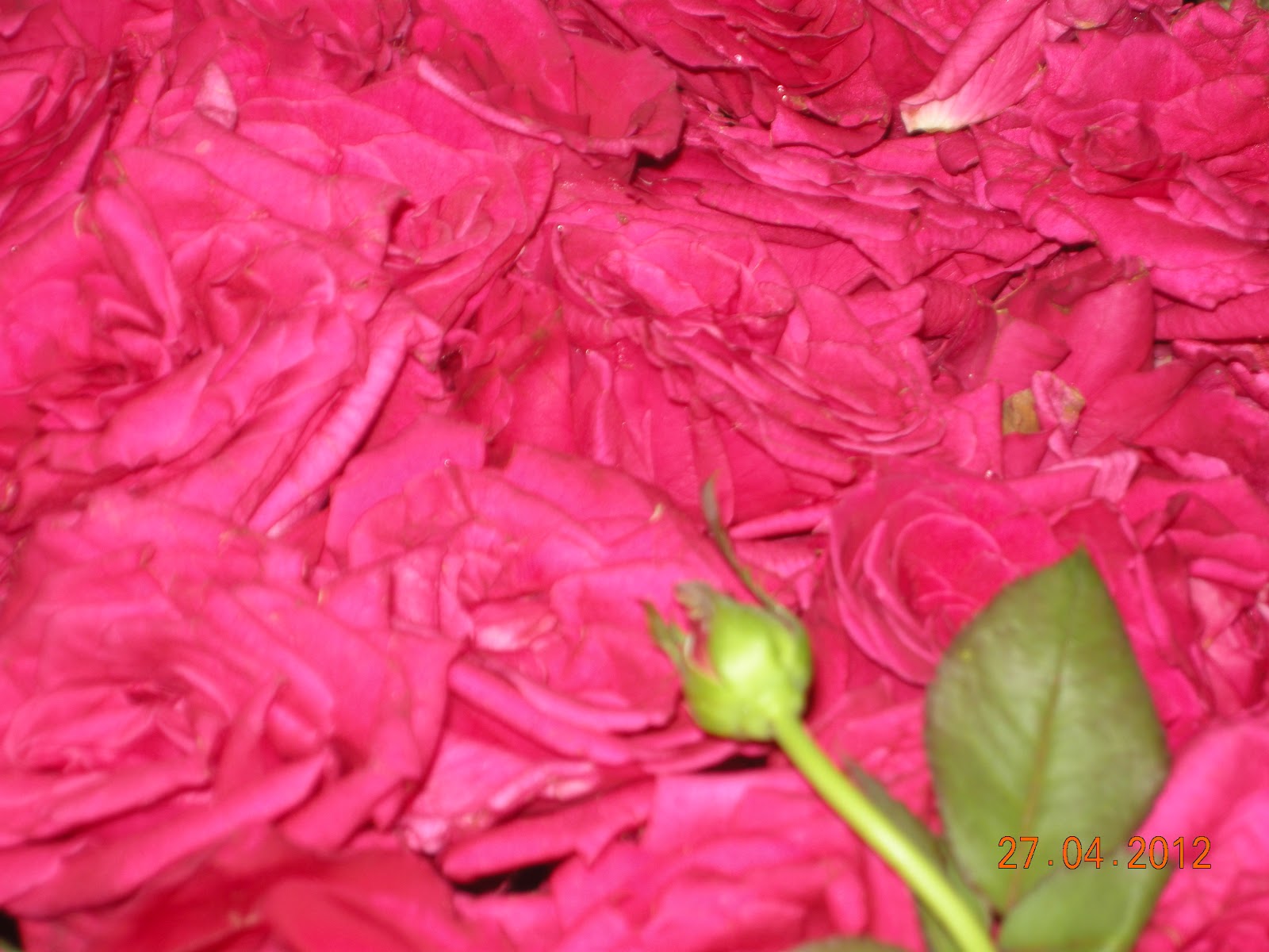 different color roshes