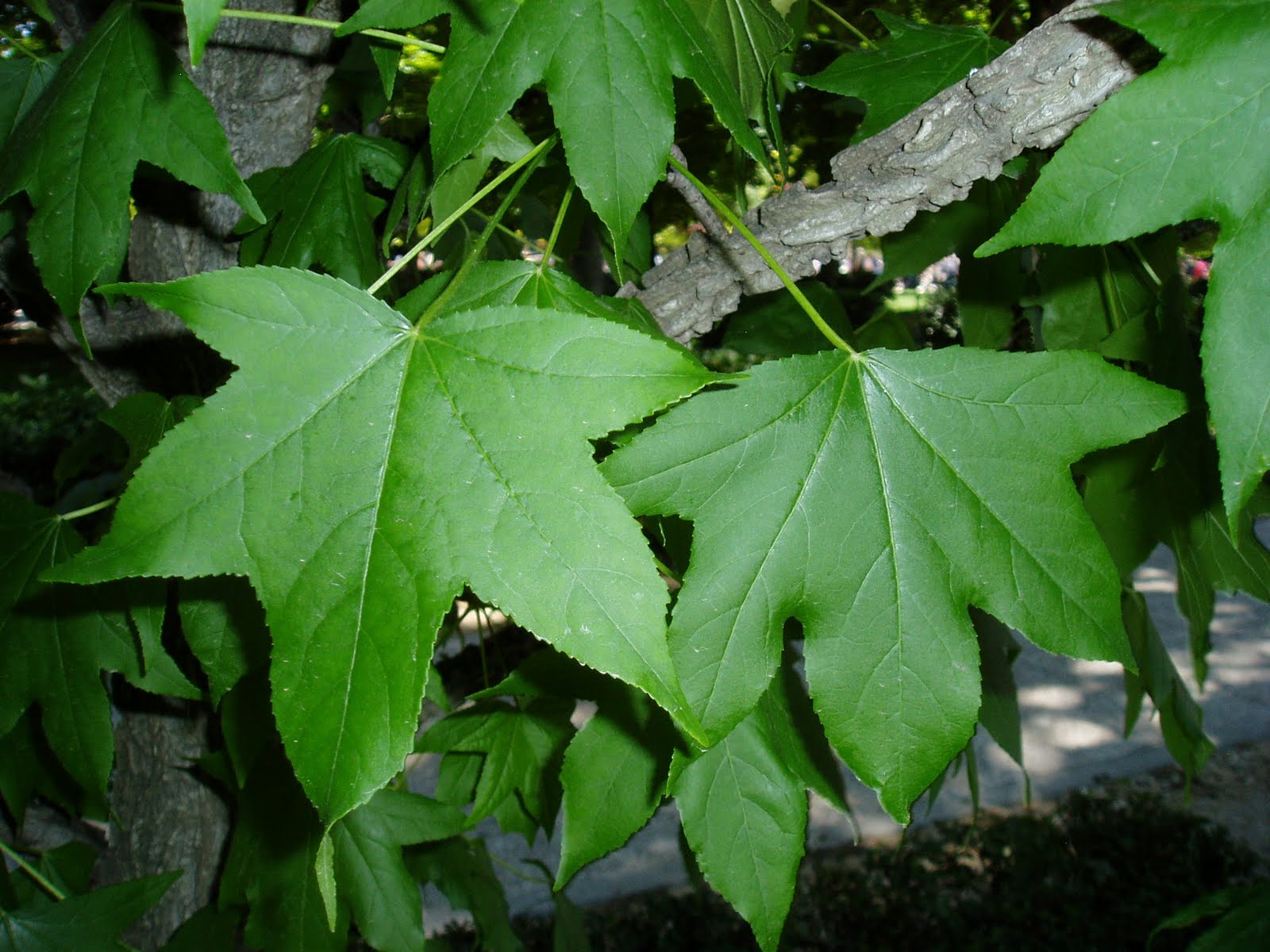 LIQUIDÁMBAR: Liquidambar styraciflua | Plantas rioMoros