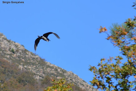 Garça-real ou Garça europeia ou ainda Garça Cinzenta (Ardea cinerea)