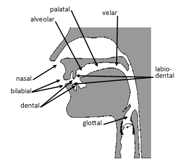 Consonant%2BPlaces%2Bof%2BArticulation.PNG