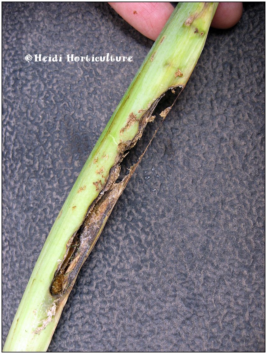 Heidi Horticulture Iris Borer Bacterial Soft Rot Control