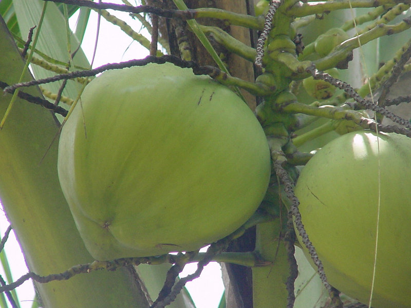 present in Coconut oil present in Coconut oil