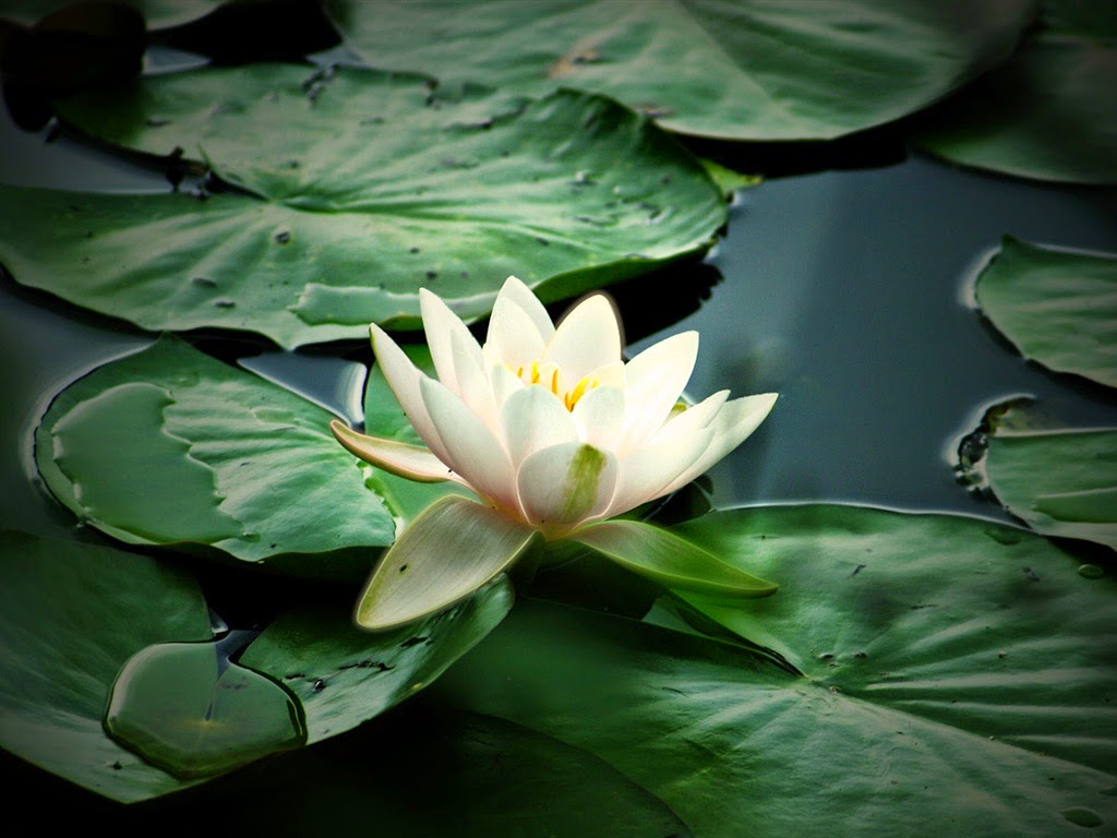 Wallko Lotus Flower in Mud Wallpaper