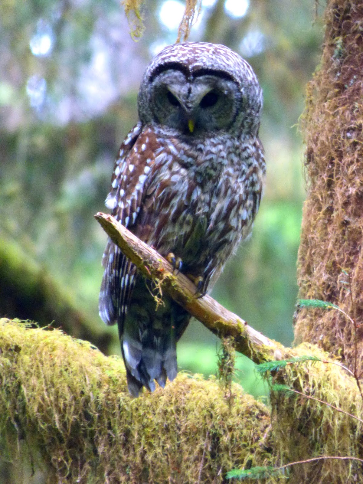 Geotripper's California Birds A Barred Owl in the Hoh Rainforest, Olympic National Park