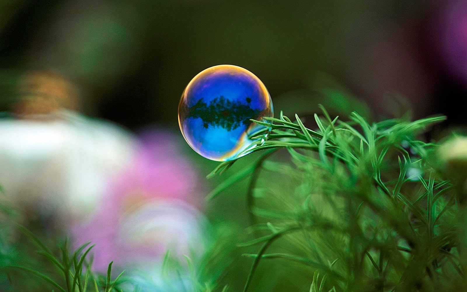 free microsoft wallpaper