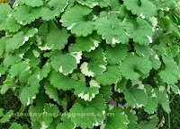 Glechoma hederacea 'Variegata'
