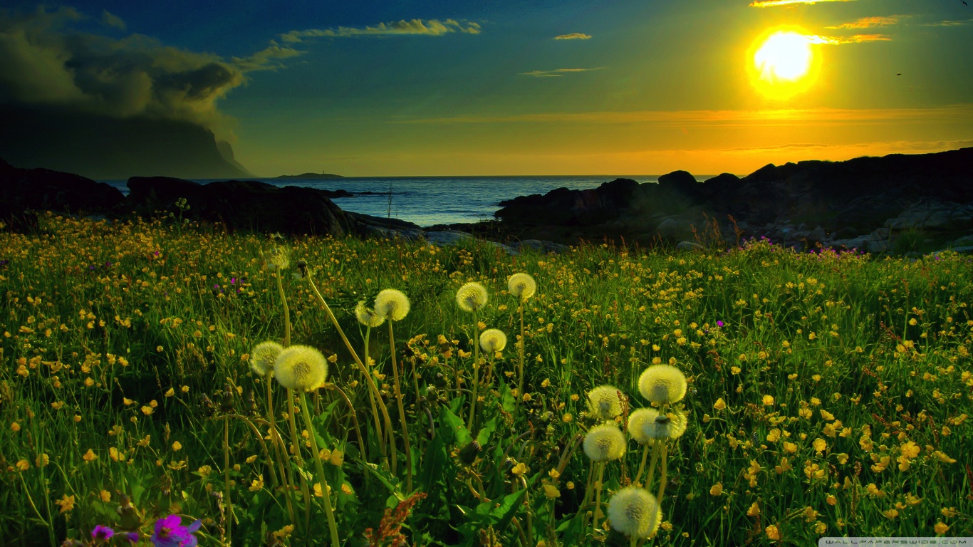 http://4.bp.blogspot.com/-Nw0glc4sLbg/UIan2SfwlRI/AAAAAAAADfc/92wvS79sGbI/s1600/beach_meadow-wallpaper-1366x768.jpg