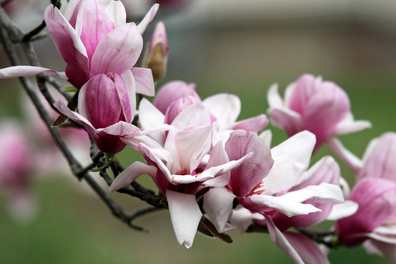 Southern Lagniappe Pink Magnolias