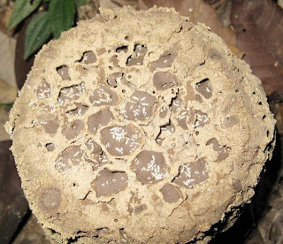 Nest of Dicuspiditermes nemorosus cut to show internal chambers