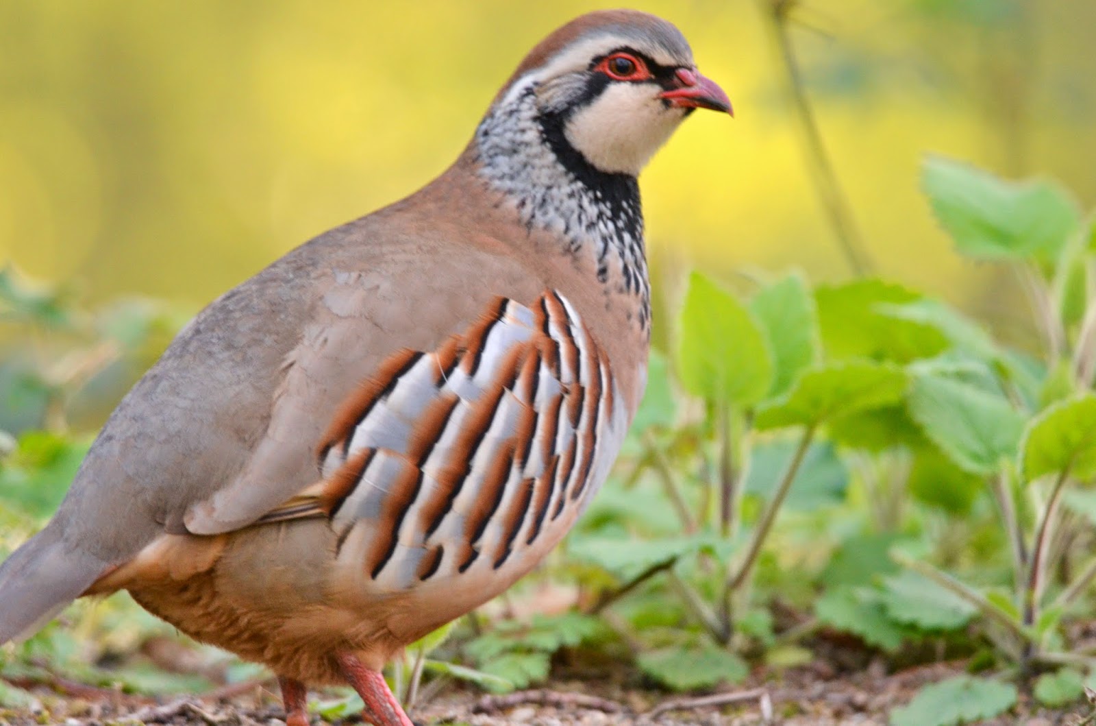 The Early Birder: Red-legged Partridge - Norfolk