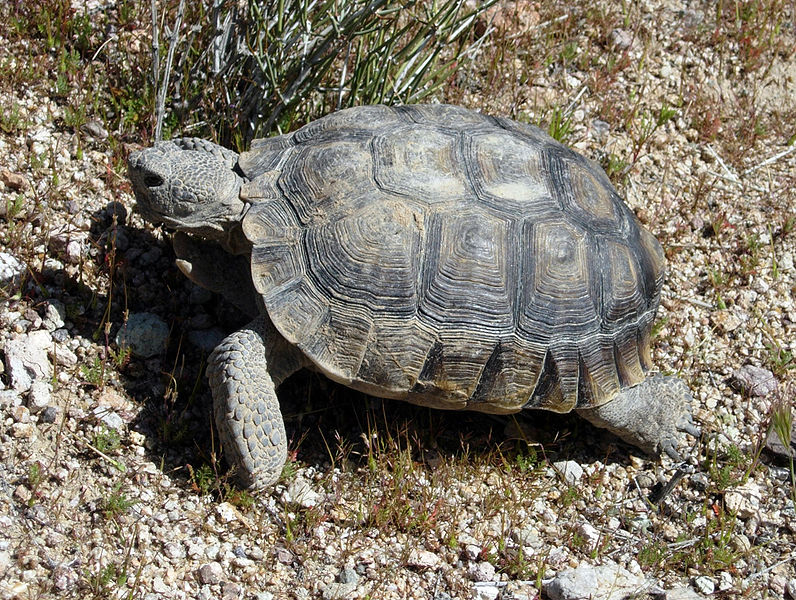 Turtle Pictures Desert tortoise Gopherus agassizii