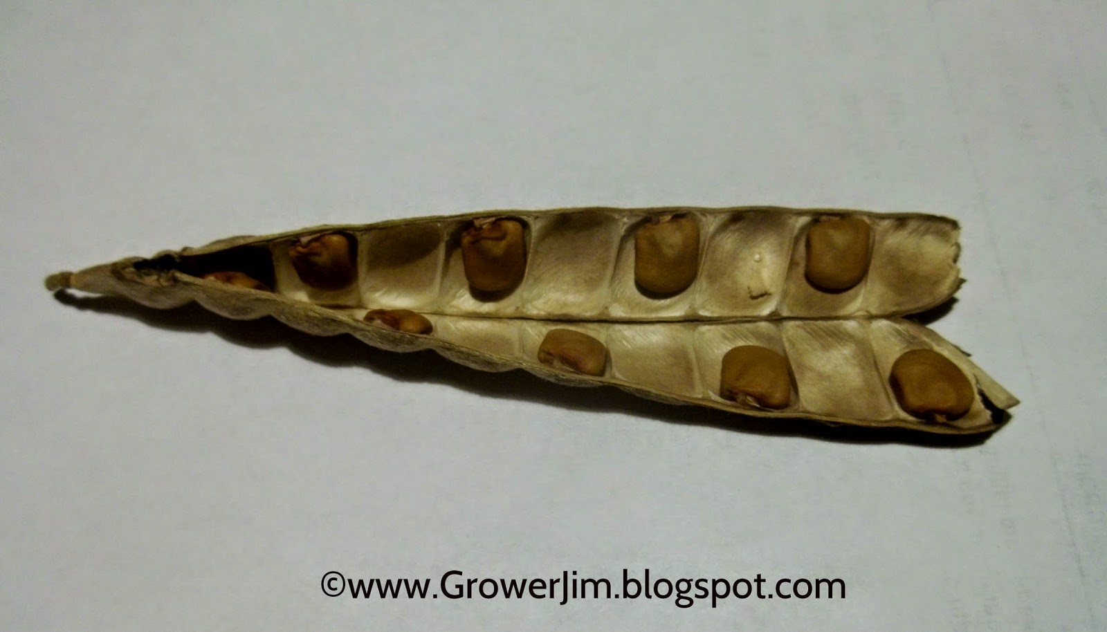 Garden Adventures Jicama (Pachyrhizus tuberosus)