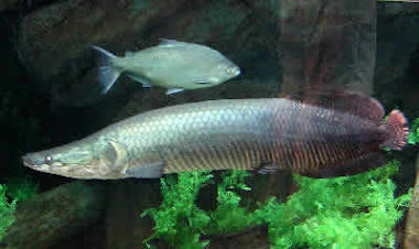 Ikan Arapaima