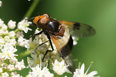 Volucella pellucens